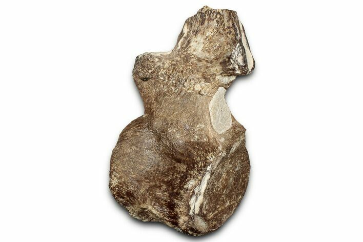 Fossil Plesiosaur (Thililua?) Cervical Vertebra - Asfla, Morocco #328640